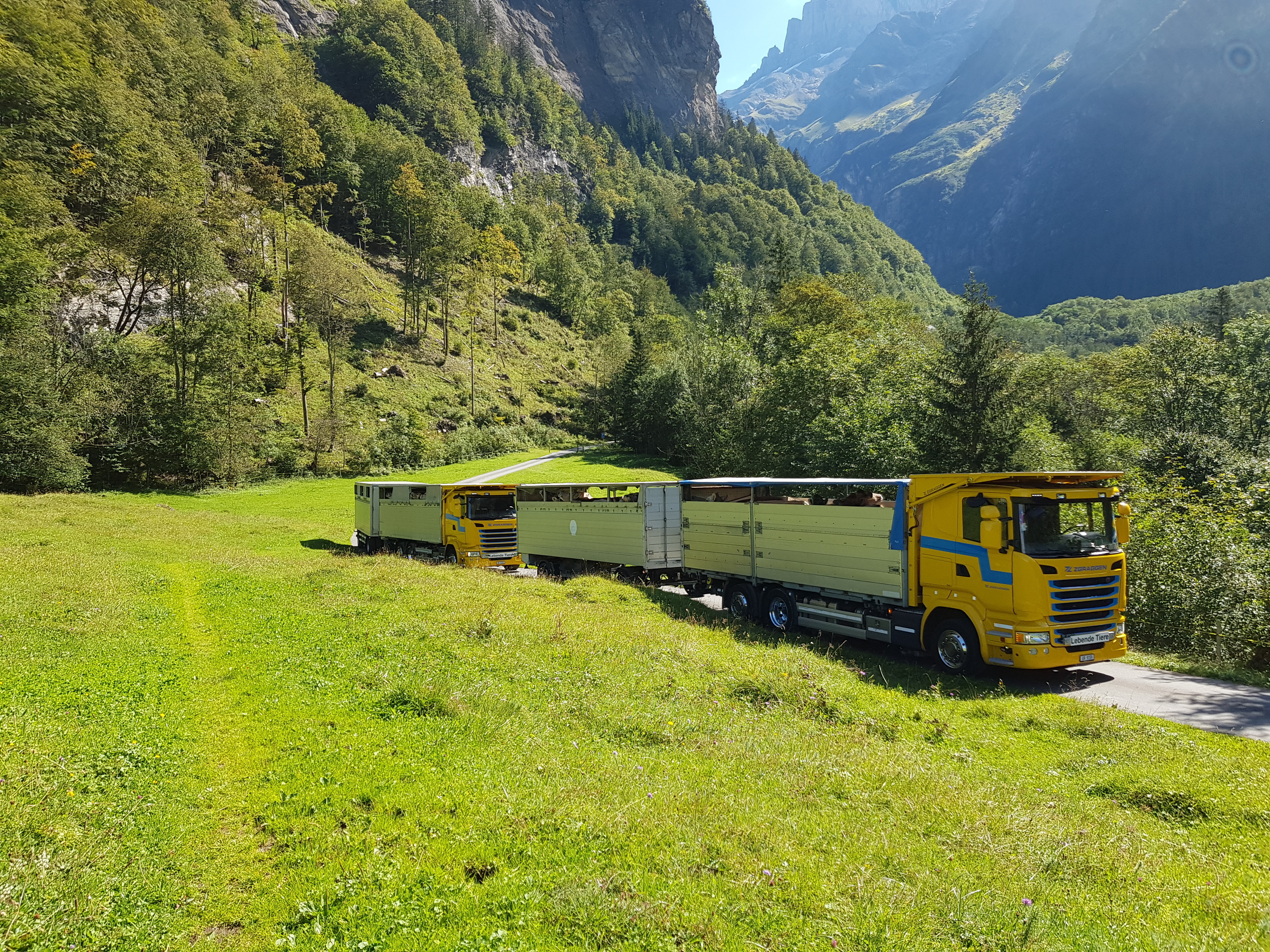 Alplvieh- Tiertransport