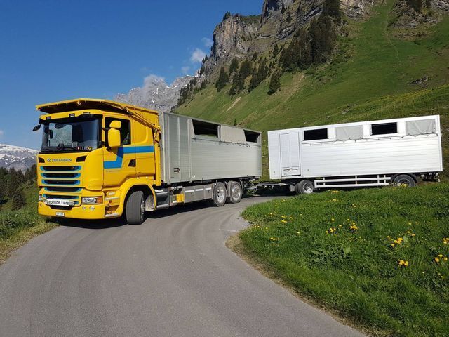 Alplvieh- Tiertransport